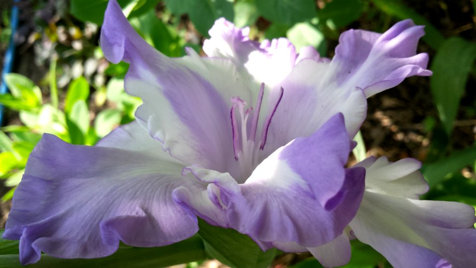 Flower Plant Purple Iris photo