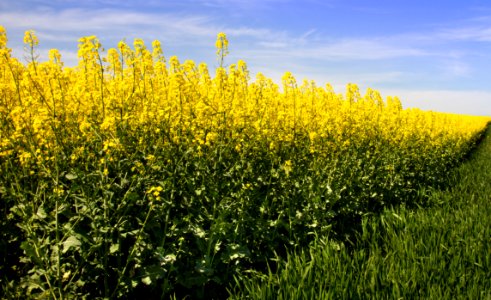 Rapeseed Canola Mustard Plant Yellow