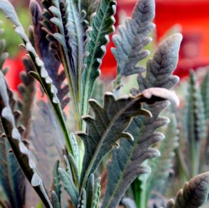 Plant Leaf Plant Stem Herb