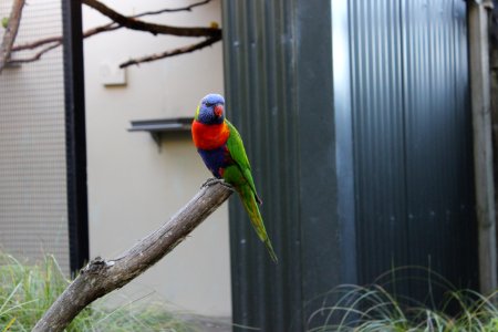 Bird Fauna Beak Parrot photo