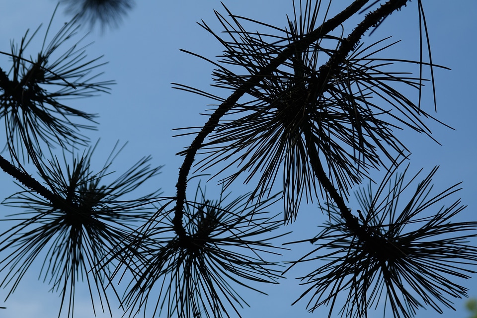 Black pine tree conifer