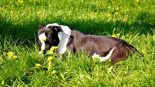 Dog Breed Grass Meadow Pasture photo