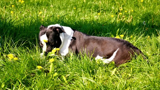 Dog Breed Grass Meadow Pasture