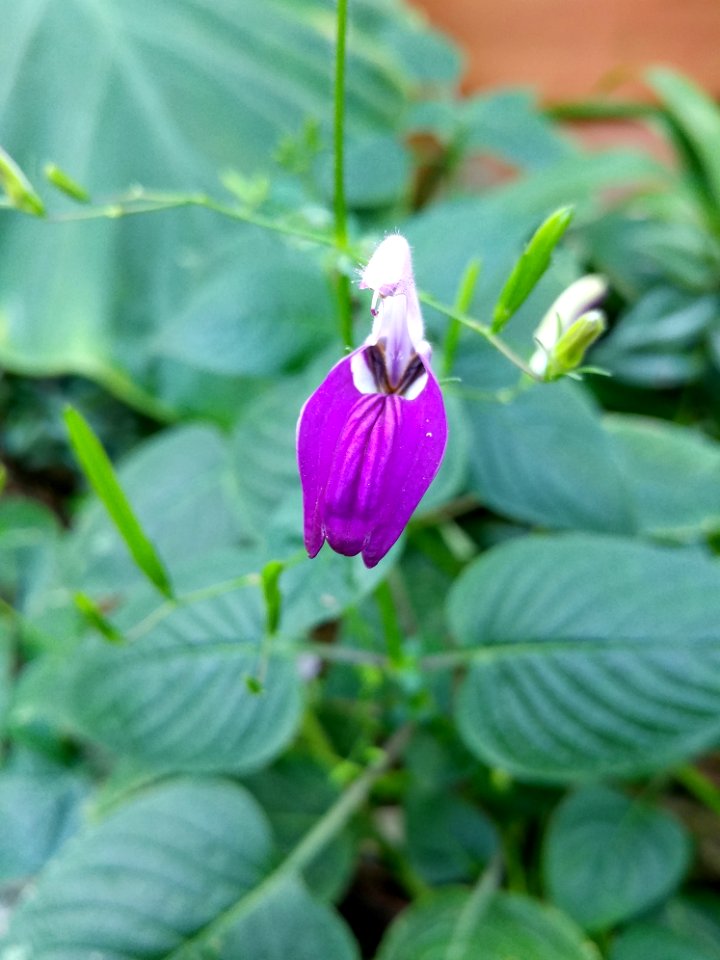 Plant Flora Flower Leaf