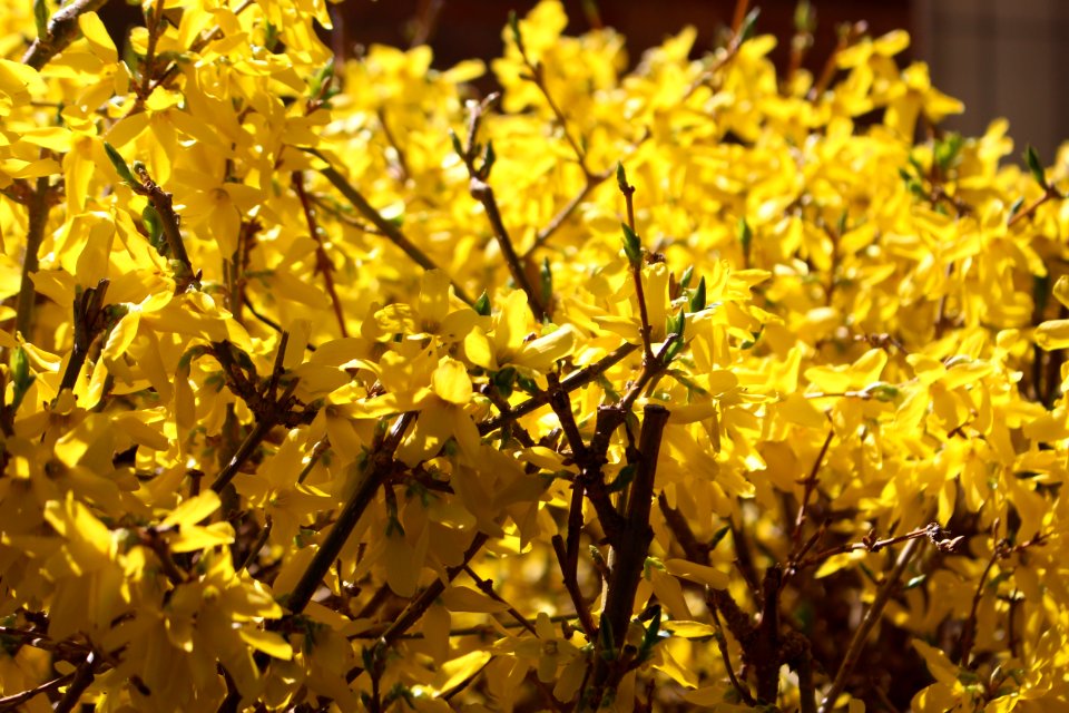 Yellow Tree Branch Leaf