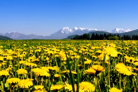 Flower Yellow Wildflower Meadow photo