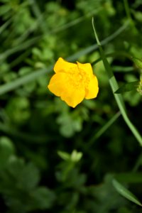 Flower Flora Wildflower Cutleaf Evening Primrose photo