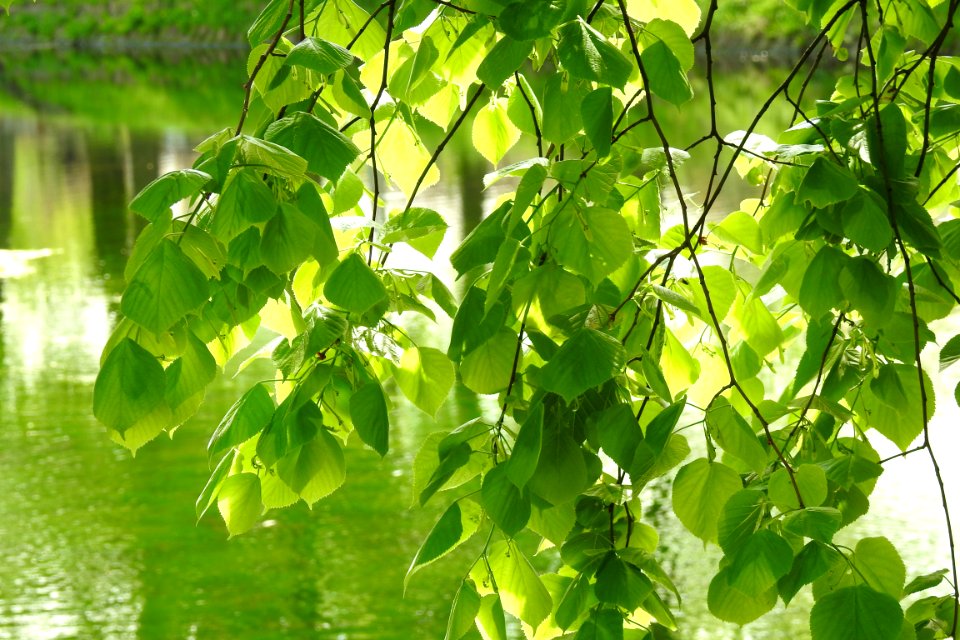 Leaf Tree Plant Flora