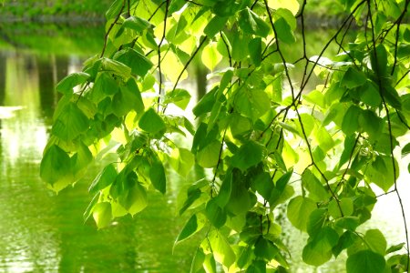 Leaf Tree Plant Flora