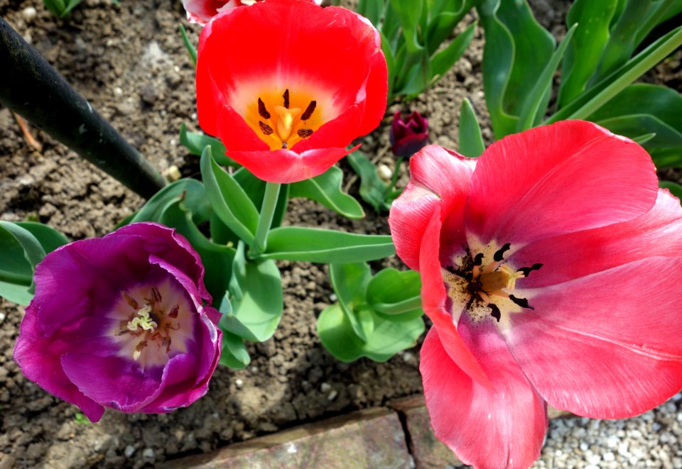Flower Plant Flowering Plant Tulip