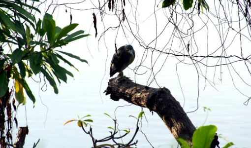 Bird Fauna Ecosystem Tree