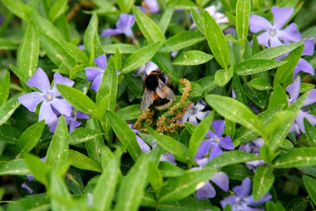 Bee Flora Plant Pollinator photo