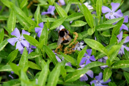 Bee Flora Plant Pollinator