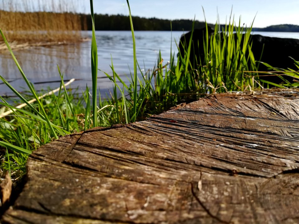 Water Grass Grass Family Plant