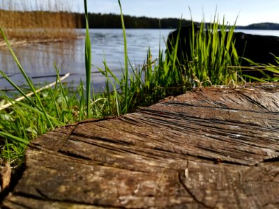 Water Grass Grass Family Plant