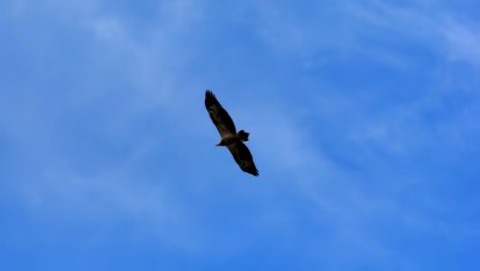 Sky Bird Accipitriformes Eagle photo