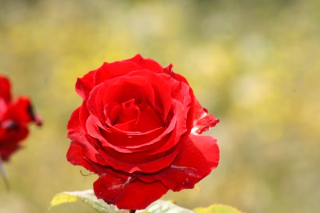 Flower Rose Red Rose Family