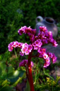 Flower Plant Flora Purple