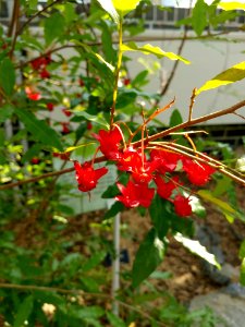 Plant Flora Flower Flowering Plant