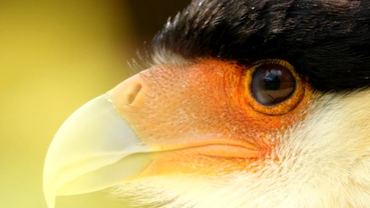Beak Face Nose Eye