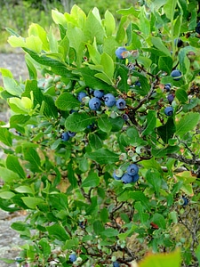 Highbush blueberries growing