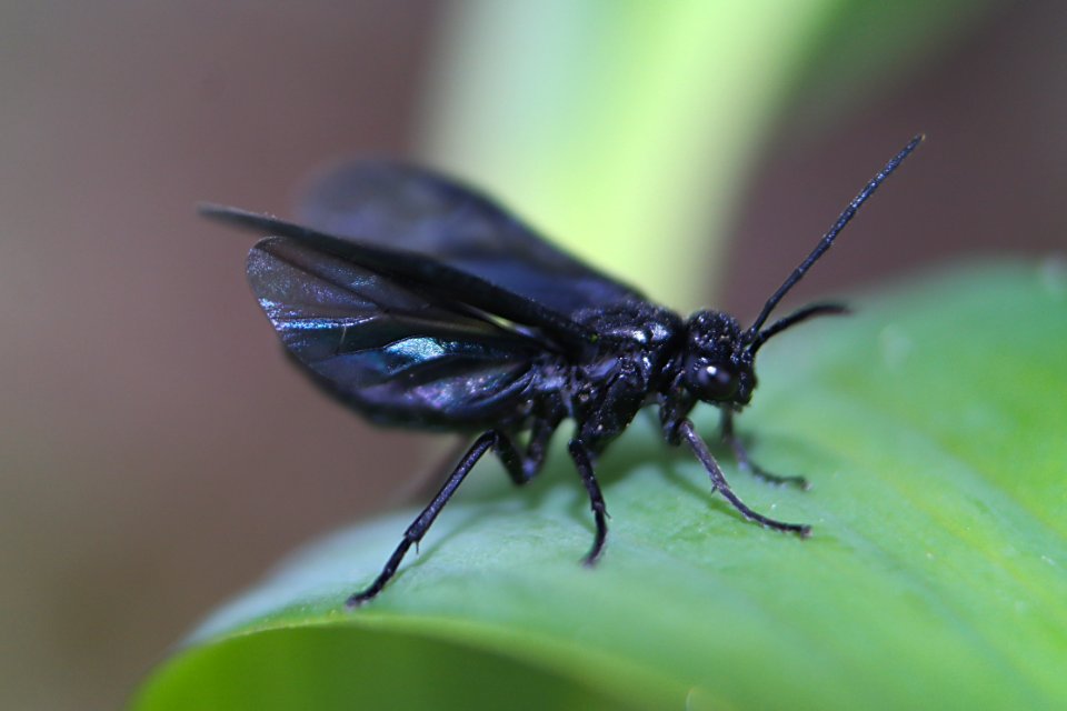Insect Invertebrate Macro Photography Pest