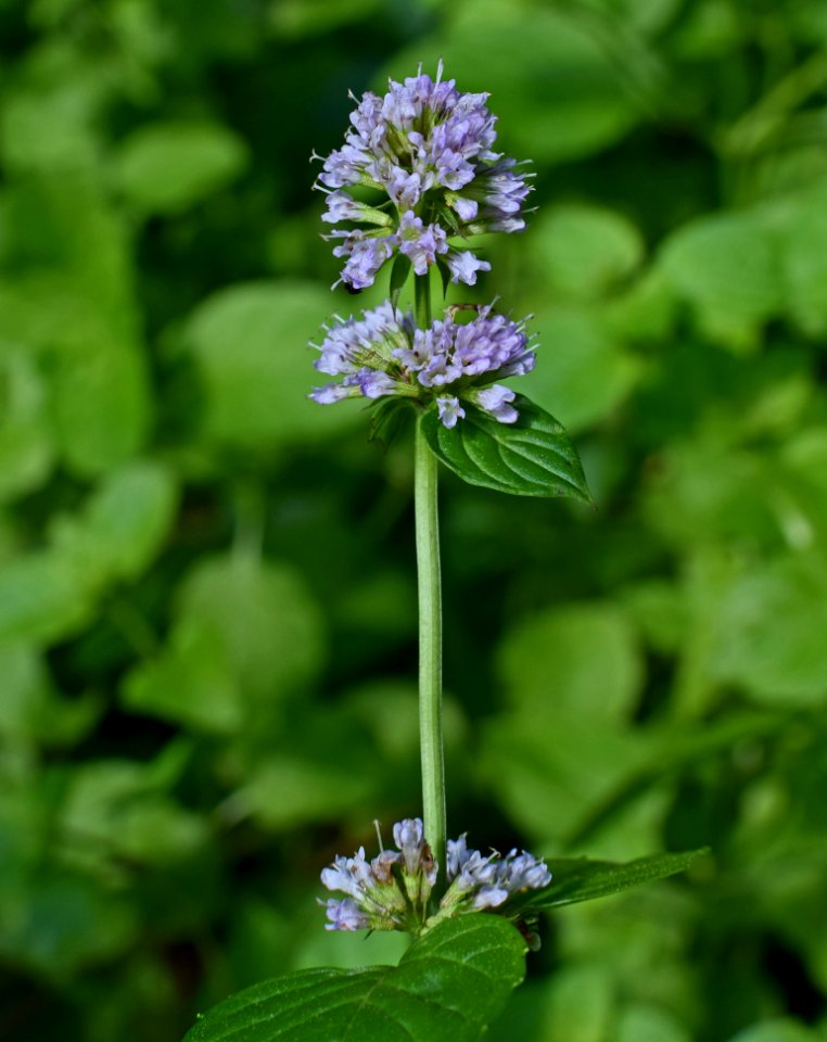 Plant Hyssopus Flower Nepeta