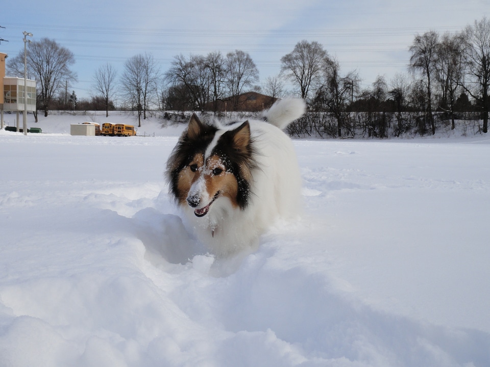 Shetland sheepdog dog snowfields