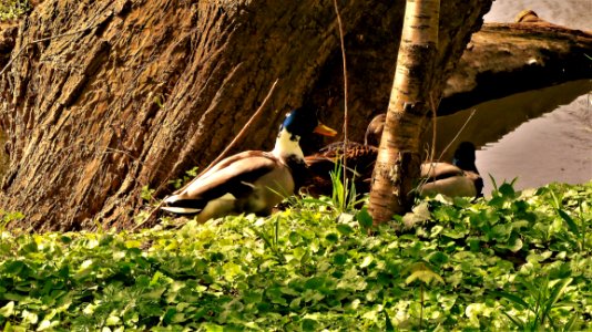 Bird Fauna Nature Reserve Wildlife