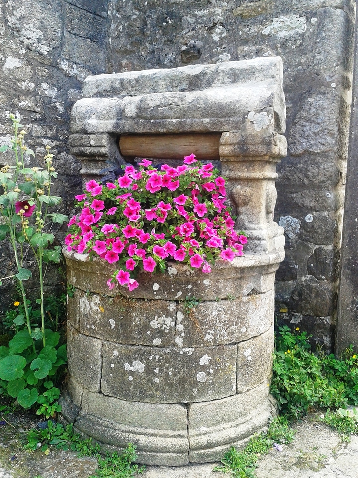 Petunia rosa brittany