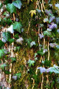 Plant Leaf Flora Tree