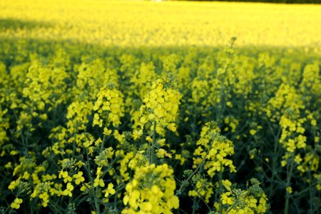 Rapeseed Canola Yellow Mustard Plant