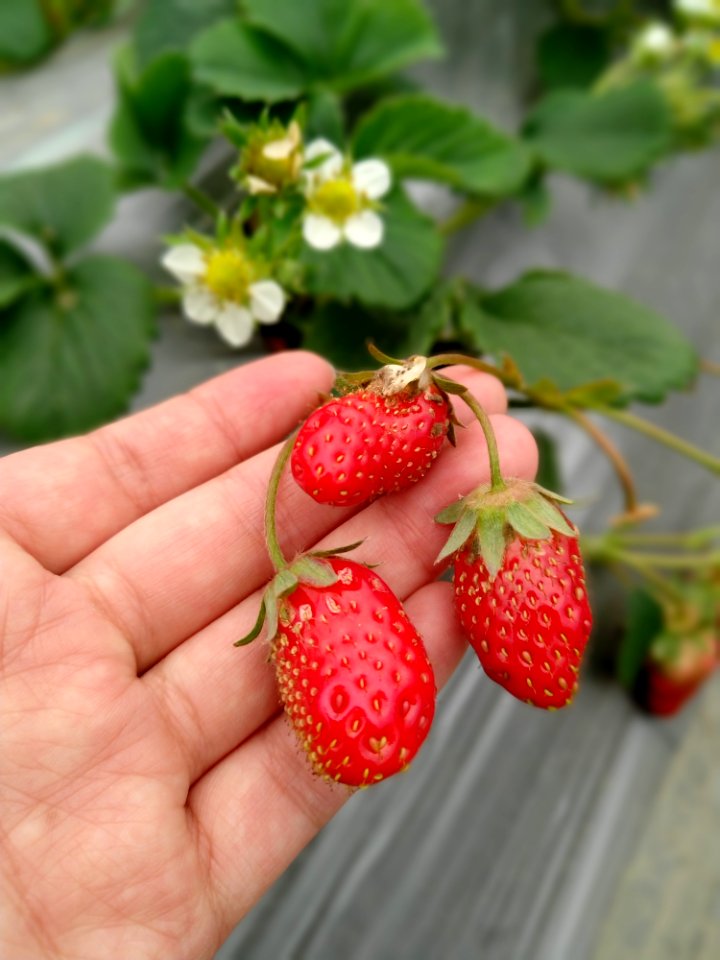 Strawberry Strawberries Natural Foods Fruit