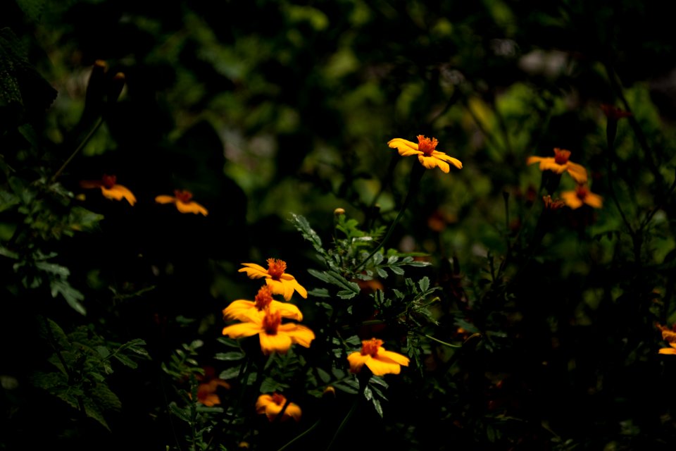 Flower Flora Vegetation Plant
