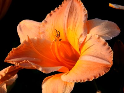 Flower Orange Daylily Close Up