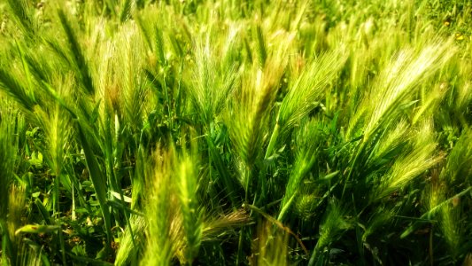 Food Grain Barley Triticale Grass Family photo