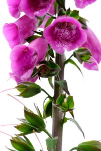 Flower Pink Plant Flowering Plant