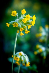 Flower Yellow Flora Mustard Plant photo