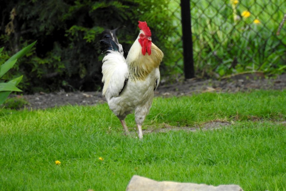 Chicken Rooster Galliformes Bird