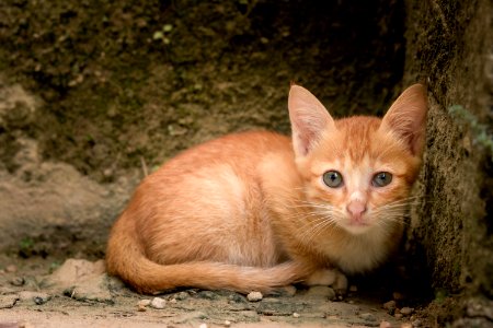 Cat Fauna Mammal Small To Medium Sized Cats photo