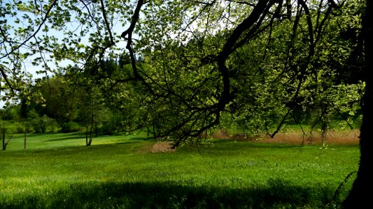 Nature Tree Vegetation Ecosystem