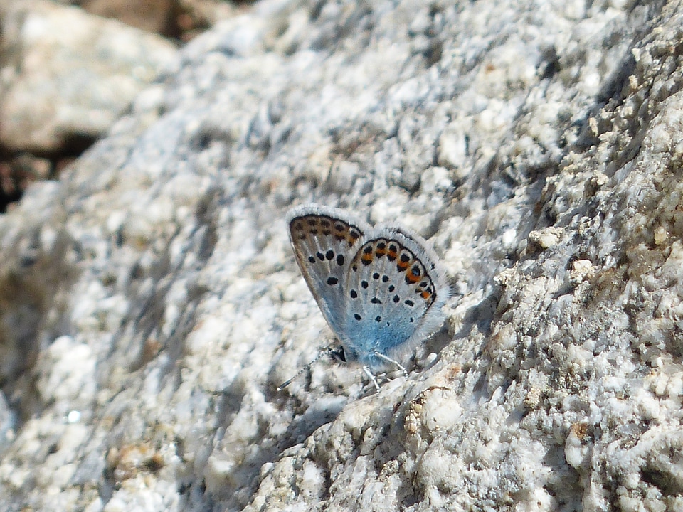 Butterflies common blue lycaenidae