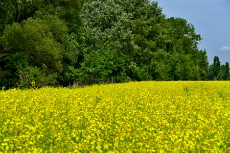 Field Rapeseed Yellow Mustard Plant photo