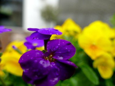 Flower Flora Purple Violet