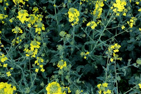 Mustard Plant Plant Flower Rapeseed