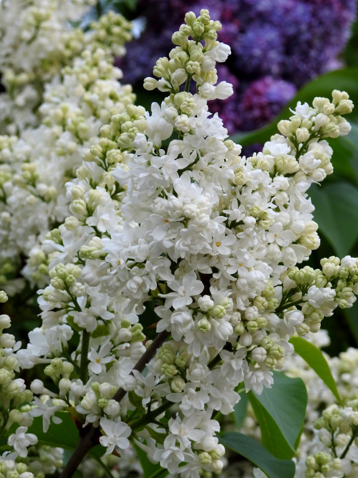 Plant Lilac Flower Spring