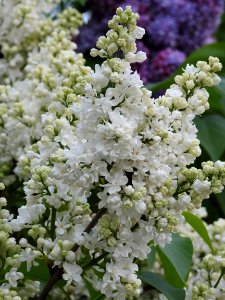 Plant Lilac Flower Spring