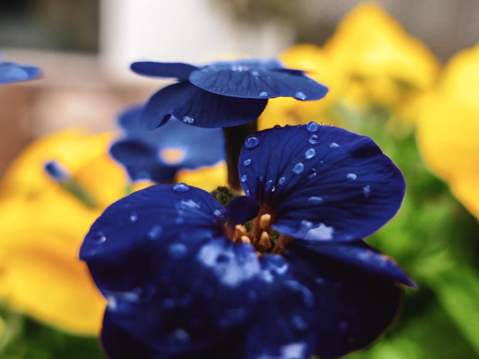 Flower Blue Flora Plant