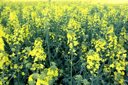 Rapeseed Canola Mustard Plant Yellow