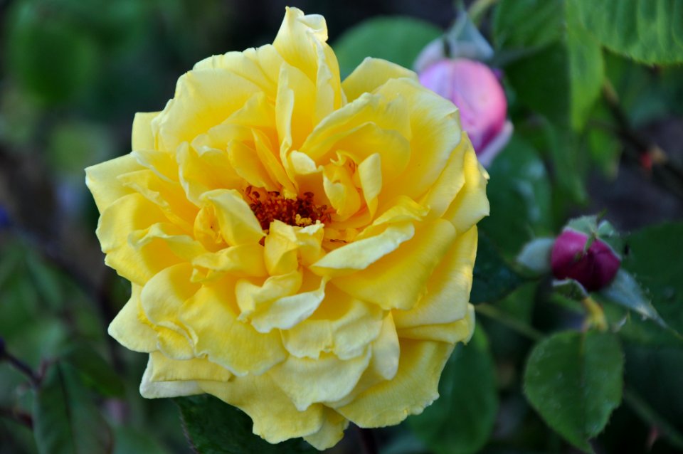 Flower Rose Rose Family Yellow